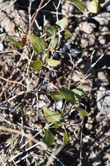 Acleisanthes longiflora
