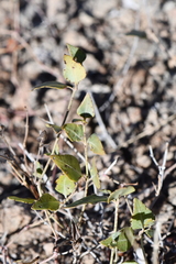 Acleisanthes longiflora