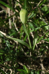 Fritillaria collina