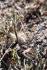 Mandevilla macrosiphon
