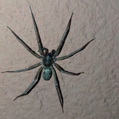 Xeropigo
