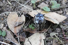 Cypherotylus adrianae