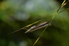 Orocrambus apicellus