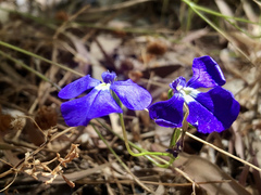 Lobelia tenuior