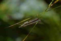 Orocrambus apicellus