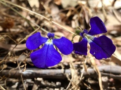 Lobelia tenuior