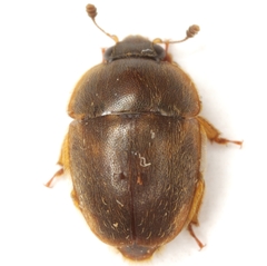 Amphicrossus ciliatus