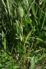 Fritillaria collina