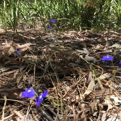 Lobelia tenuior