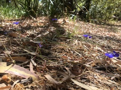 Lobelia tenuior