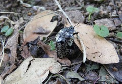 Cypherotylus adrianae