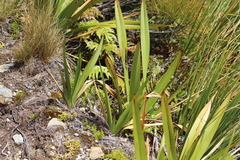 Phormium cookianum