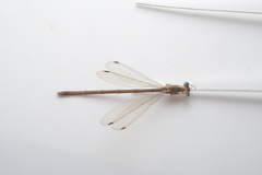 Lestes concinnus