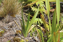 Phormium cookianum