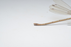 Lestes concinnus