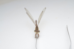 Lestes concinnus