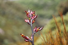 Phormium cookianum