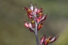 Phormium cookianum