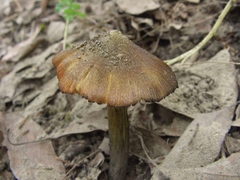 Hygrocybe conica