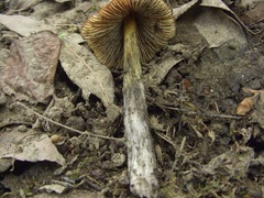 Hygrocybe conica