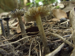 Hygrocybe conica