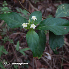 Mussaenda parviflora