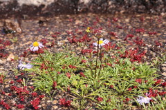 Brachyscome stuartii