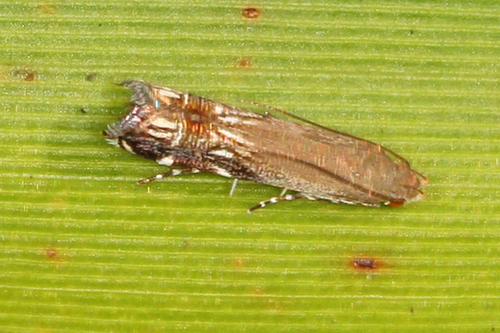 Silver-dashed anacampsis photo 5