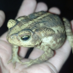 Rhinella diptycha