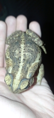 Rhinella diptycha