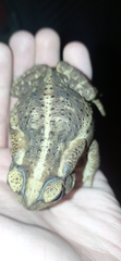 Rhinella diptycha