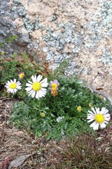 Brachyscome stuartii