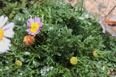 Brachyscome stuartii