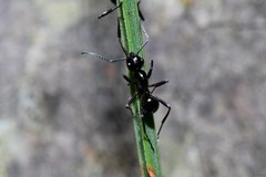 Polyrhachis pilosa