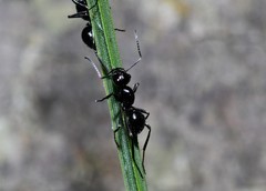 Polyrhachis pilosa