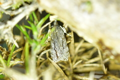 Eudonia bisinualis