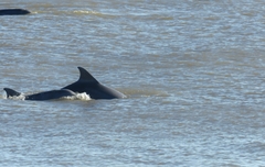 Tursiops truncatus gephyreus