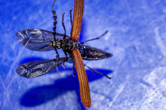 Pseudolycus rufipennis