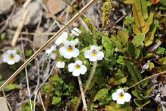 Euphrasia petriei