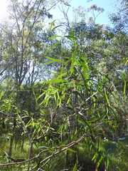 Eucalyptus exserta