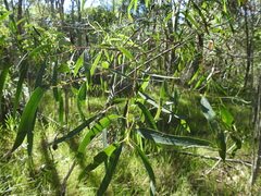 Eucalyptus exserta
