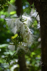 Archidendron vaillantii