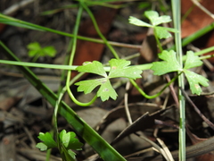Hydrocotyle paludosa