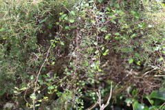 Muehlenbeckia complexa complexa