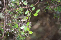 Muehlenbeckia complexa complexa