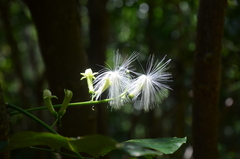 Archidendron vaillantii