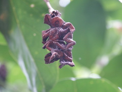 Archidendron vaillantii