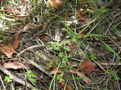 Hydrocotyle paludosa