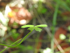 Hydrocotyle paludosa
