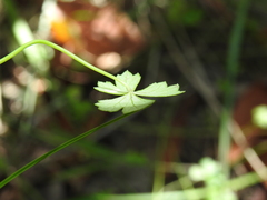 Hydrocotyle paludosa